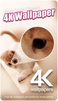 Cute Cat Wallpaper - Kawaii Cat Wallpaper, HD & 4K پوسٹر