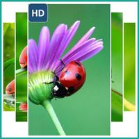 Kepic Wallpaper Plakat