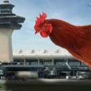 Chicken Airport APK