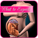 Pregnancy app : weekly expecta APK