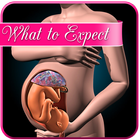 Pregnancy app : weekly expecta icône