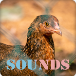 Red Junglefowl Female Sound