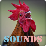 Rooster Sound Ringtones