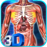 آیکون‌ Female Anatomy 3D : Female Body Visualizer