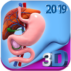 Human digestive system anatomy in 3D icon