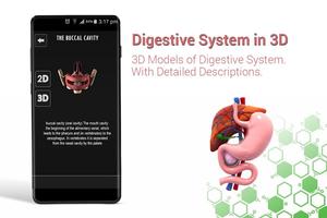 Human digestive system anatomy in 3D poster