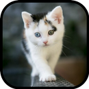 Kitten Wallpaper APK