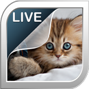 Kätzchen Live Hintergrund APK