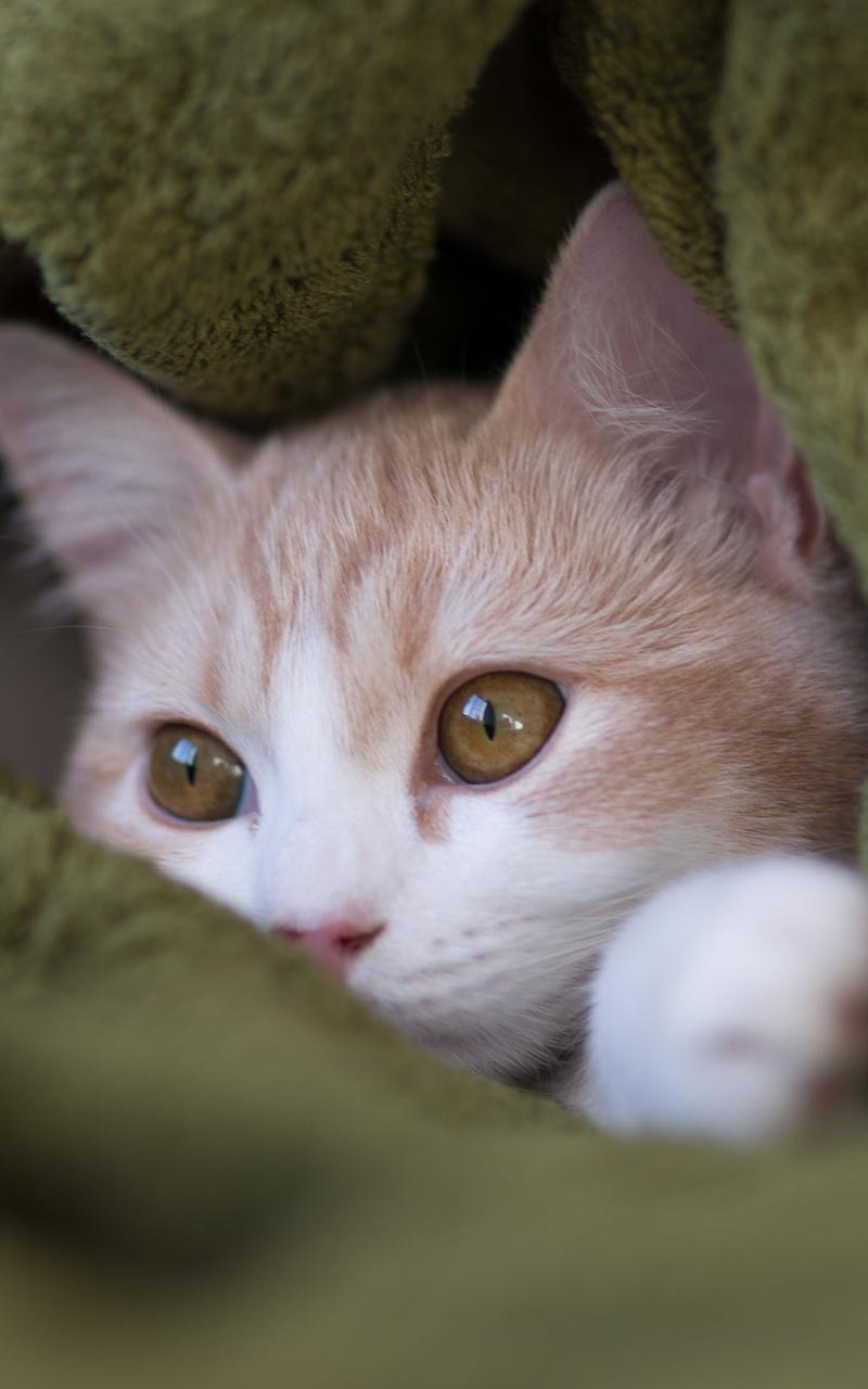Милые котики
