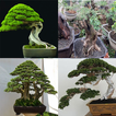 Connaître l'art du bonsaï