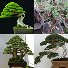 Connaître l'art du bonsaï icône