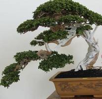 Connaître l'art du bonsaï Affiche
