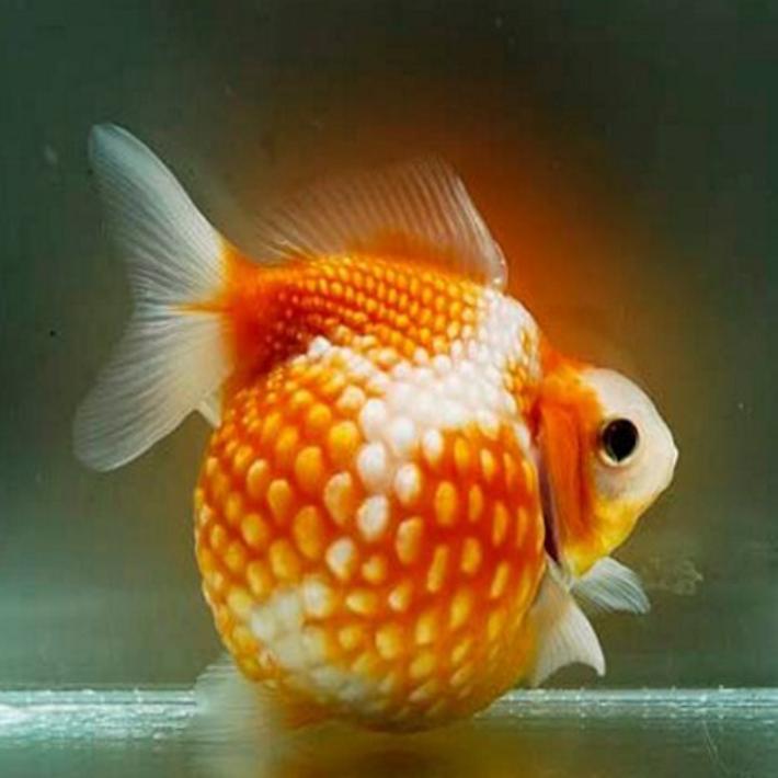 Золотая рыбка правильно. Золотая рыбка ранчу вуалехвост. Аквариумные рыбки Голдфиш. Вуалехвост Жемчужинка. Золотая рыбка Оранда красная.