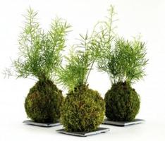 Nhà máy Kokedama ảnh chụp màn hình 1