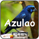 Canto de Azulao APK