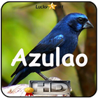 Canto de Azulao icône