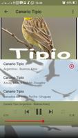 Canto do Canario Tipio স্ক্রিনশট 3