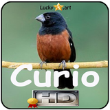 آیکون‌ Canto de Curio Classico