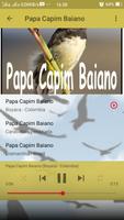 Canto de Papa Capim Baiano captura de pantalla 3