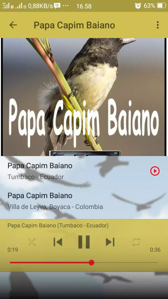 Canto Fêmea de Papa Capim APK 19.0 for Android – Download Canto