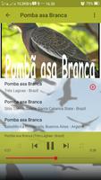 برنامه‌نما Canto de Pomba asa Branca عکس از صفحه