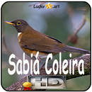 Canto de Sabia Coleira APK