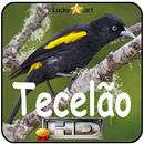 Canto de Tecelao APK