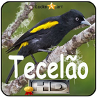 Canto de Tecelao-icoon