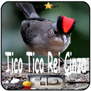 Canto de Tico Tico Rei Cinza APK