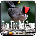 Canto de Tico Tico Rei Cinza icon