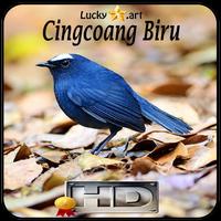 برنامه‌نما Cingcoang Biru Top عکس از صفحه