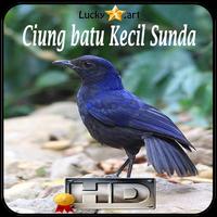 Ciung batu Kecil Sunda Top capture d'écran 3