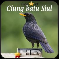 Ciung batu Siul Top ảnh chụp màn hình 3