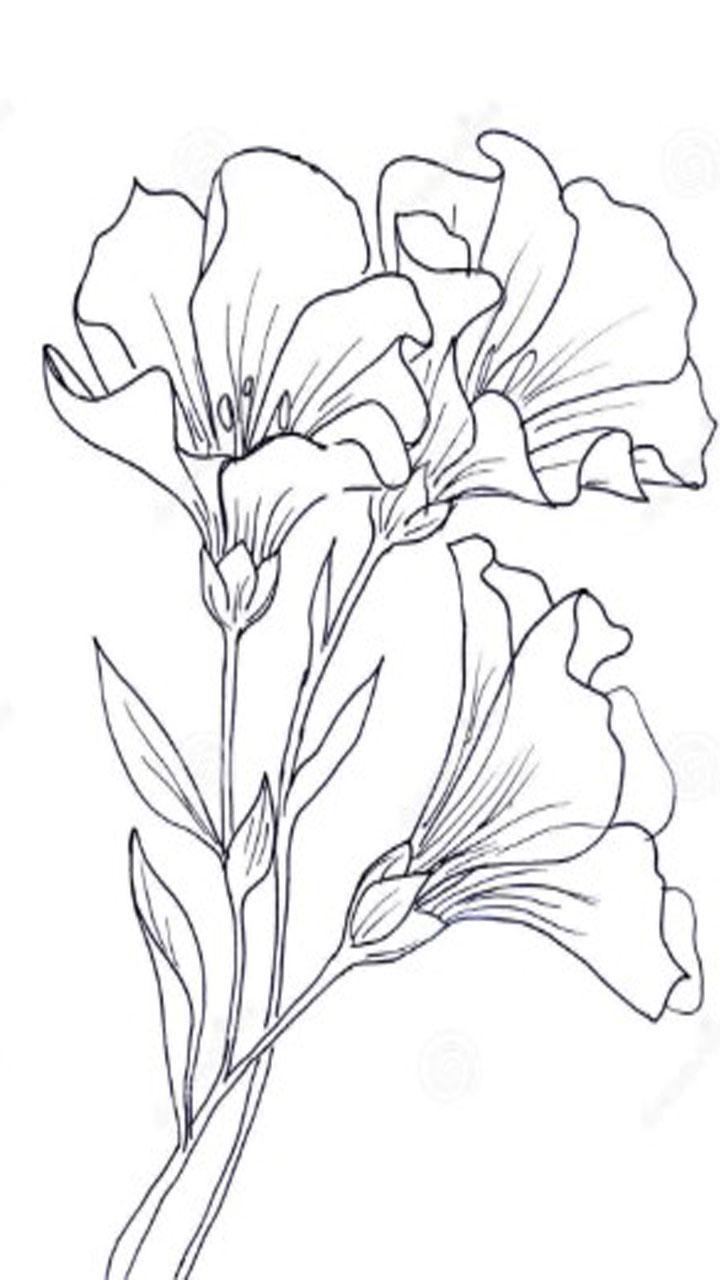 Paling Keren 24 Lukisan Bunga Sketsa Gambar Bunga HD