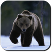 Bear Wallpapers