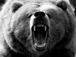 Bear Wallpapers تصوير الشاشة 2