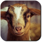 Goat Wallpapers icône