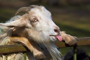 Goat Wallpapers 截图 2