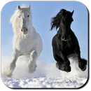 Horse Wallpapers APK