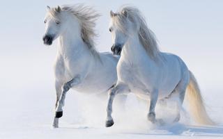 Horse Wallpapers Affiche