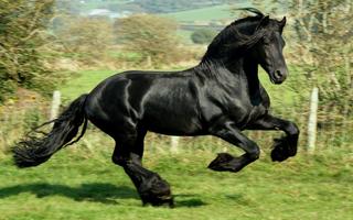 Horse Wallpapers 截圖 2