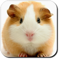 Hamster Wallpapers
