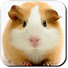 Hamster Wallpapers أيقونة
