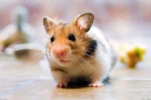 Hamster Wallpapers الملصق