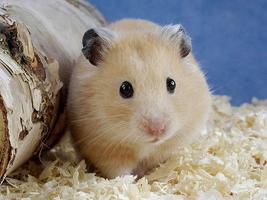 Hamster Wallpapers تصوير الشاشة 1