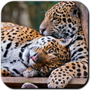 Jaguar Wallpapers APK