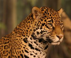 Jaguar Wallpapers screenshot 1