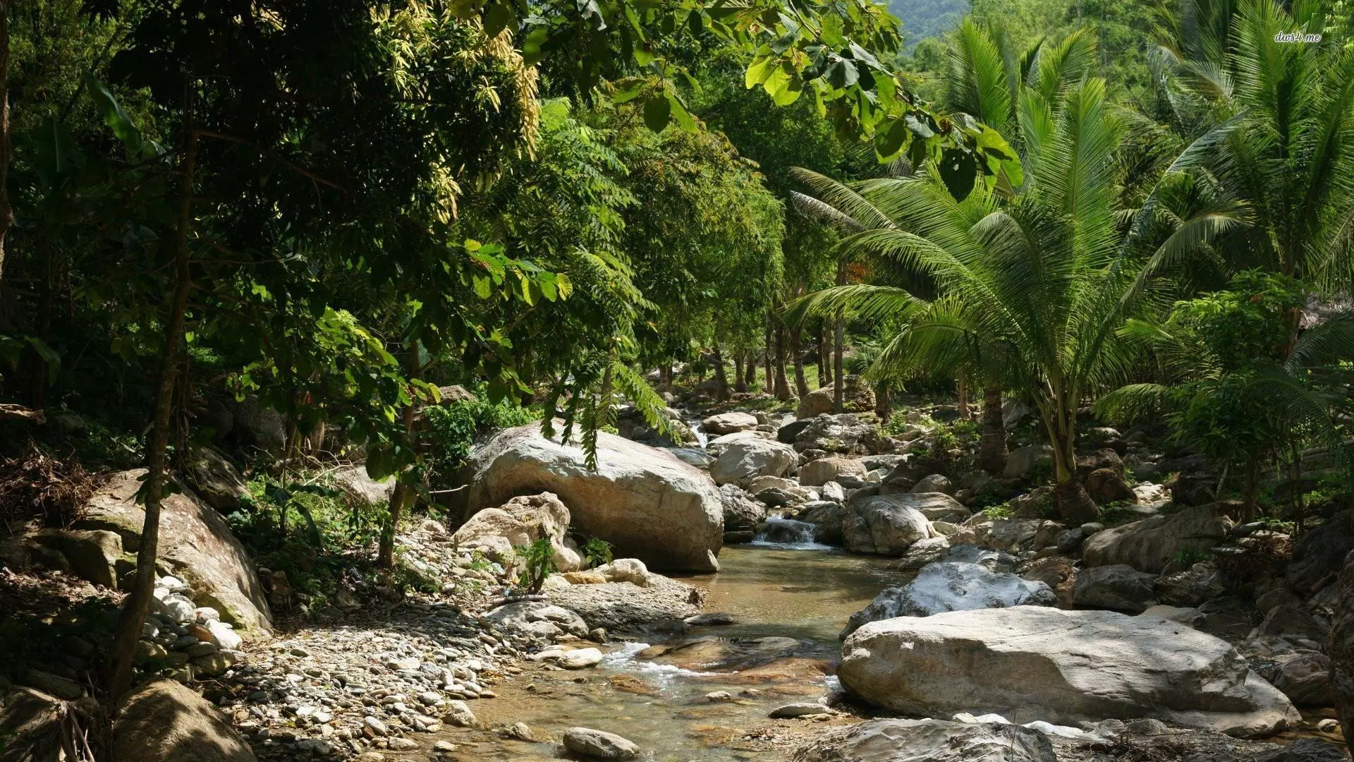 Tải xuống APK Jungle Wallpaper cho Android Tải xuống APK Jungle Wallpaper cho Android