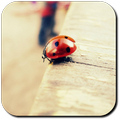 Ladybug Wallpapers
