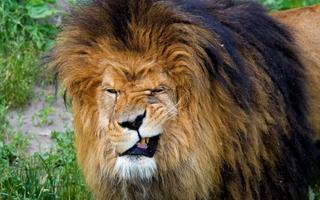 Lion Wallpapers 스크린샷 1